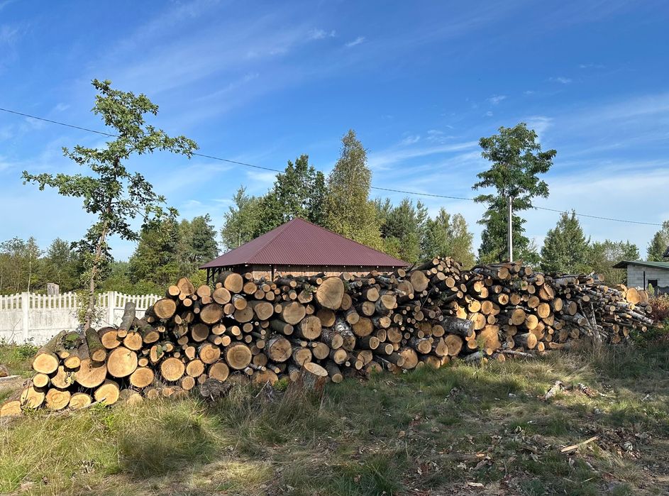 Drzewo metry brzoza i dąb