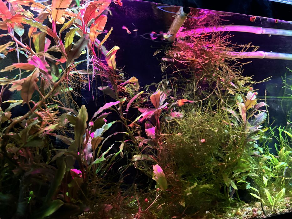 Продам акваріумні рослини: буцефаландра, анубіас