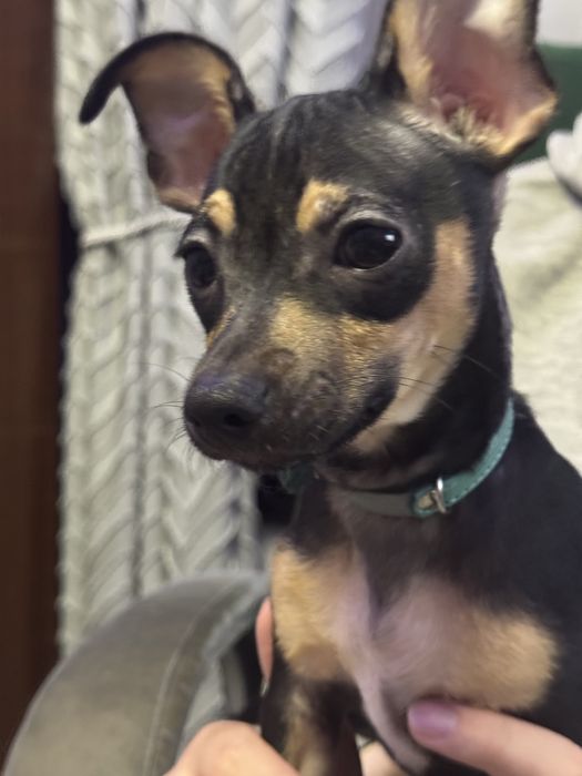 Продам щенков той-терьера