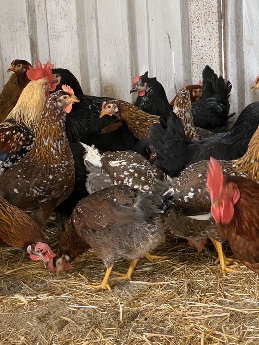 Galinhas para produção de ovos.