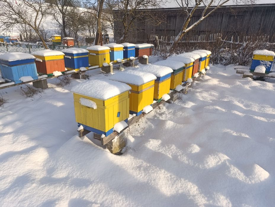 Odkłady pszczele, rodziny pszczele , ule wielkopolskie