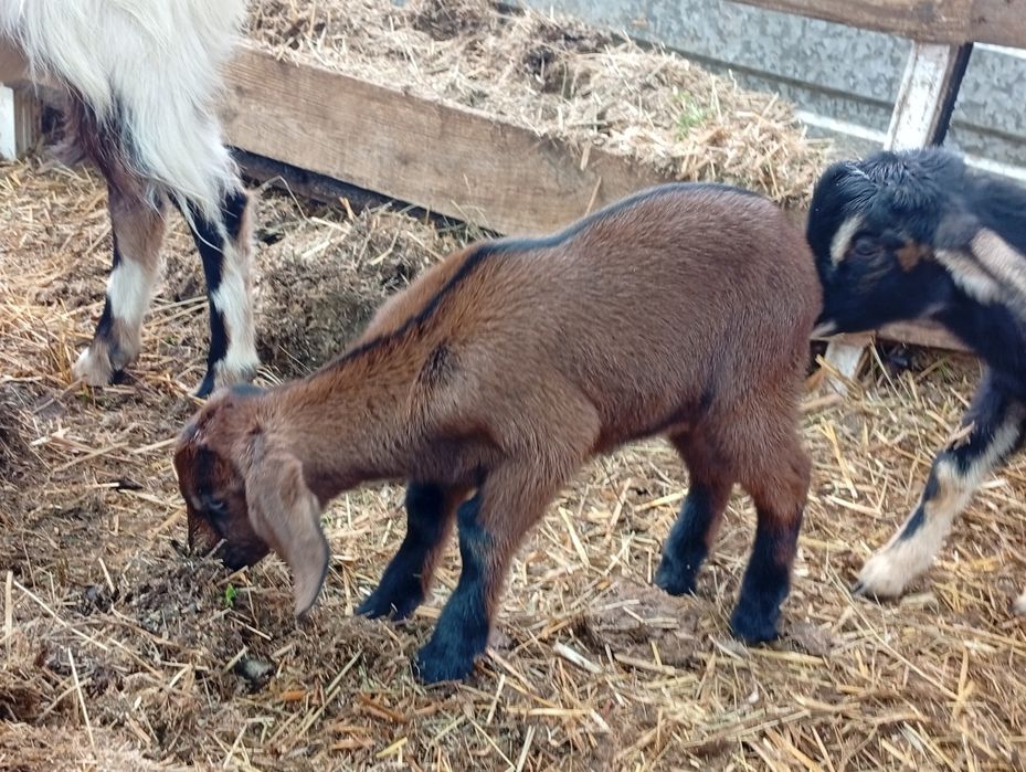 Альпо-нубійський козлик