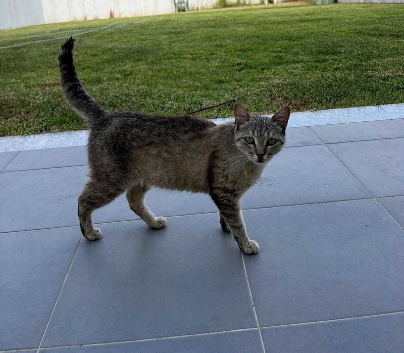 Gatinha para adoção responsável