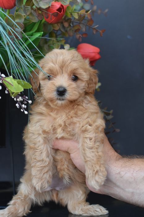 Дівчинка мальтіпцшка