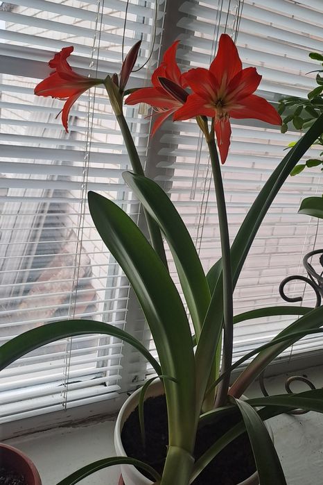 Гіпеаструм Сальмон Перл лілія помаранчева