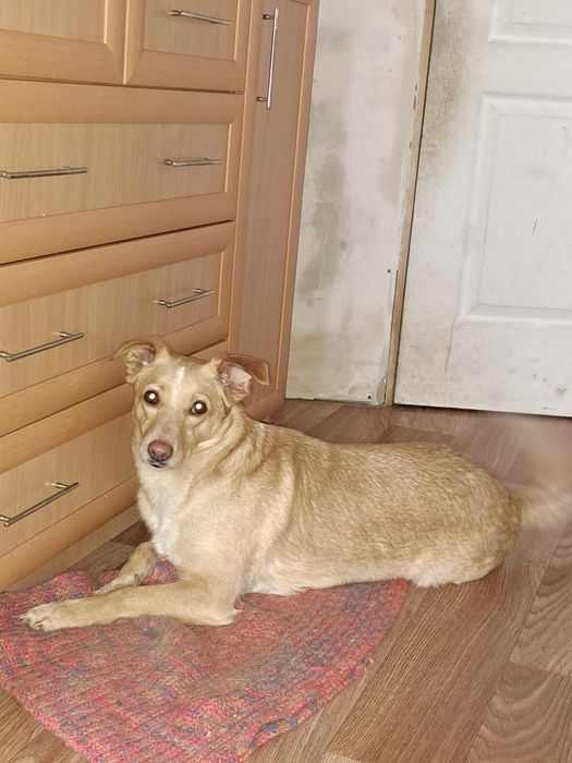 Собака в хорошие руки(бездомная)