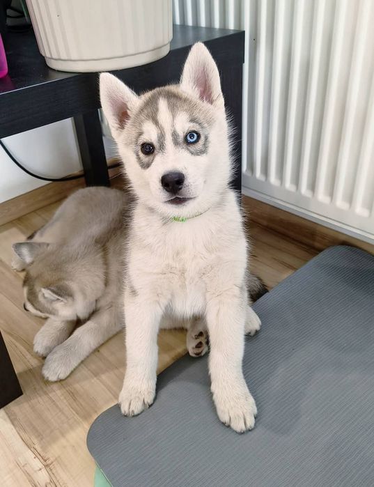 Piesek z heterochromią Siberian Husky  szczeniak zkwp fci