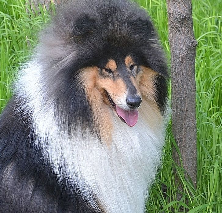 Щенки колли триколор/ цуценята коллі