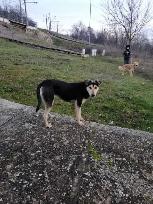 Метис хаскі, молода стерилізована собака