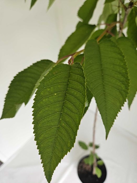 Czereśnia Repina 110cm drzewko owocowe C4 + nawóz gratis