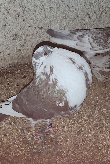 Casal de buchón gaditano