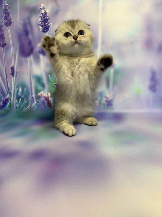 Висловухий хлопчик Фіма