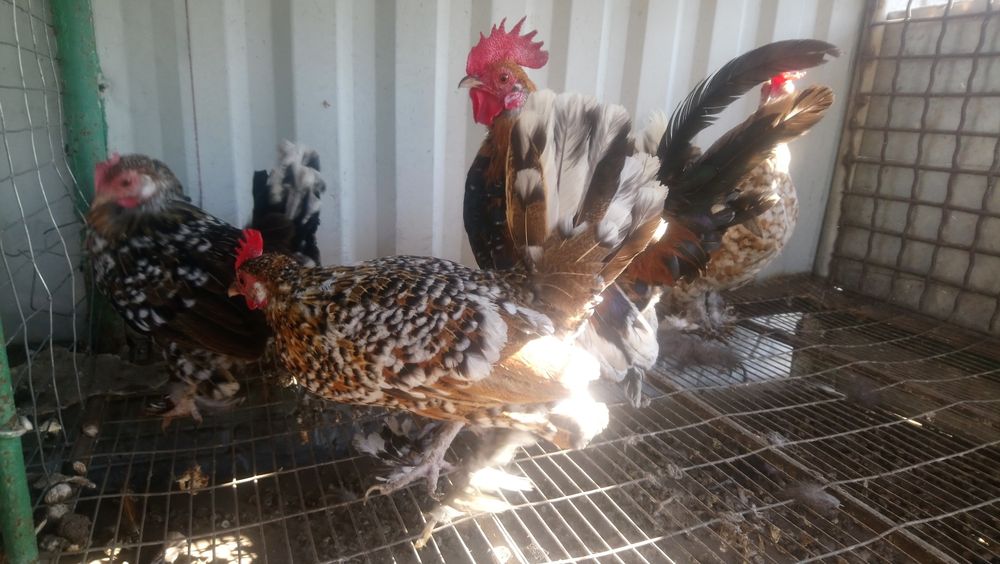 Кури карликові..