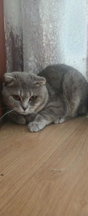 Scottish Fold menino