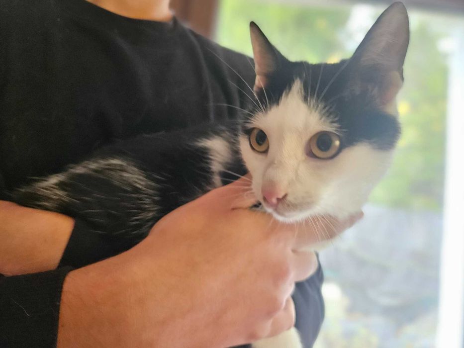 Edziu szuka rodziny ,Roczne rodzeństwo Bella razem lub osobno