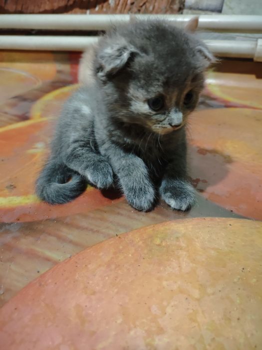 Продам котят девочка и три мальчика
