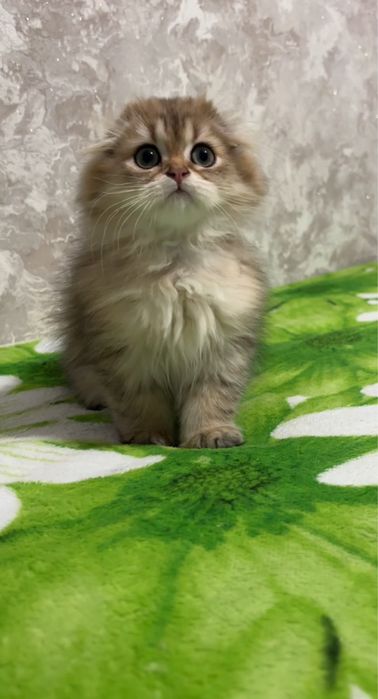 Золота шиншила дівчинка 3 міс.