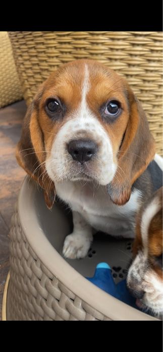 BeagleTricolor! Wybitne z rodowodem! Paszport