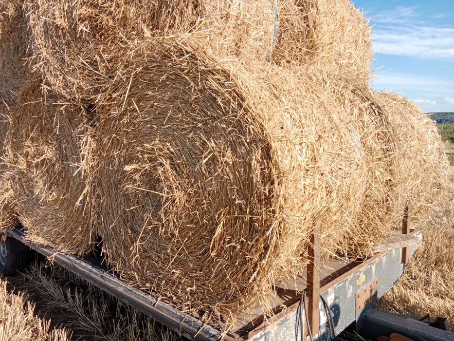 Słoma w belach sprzedam