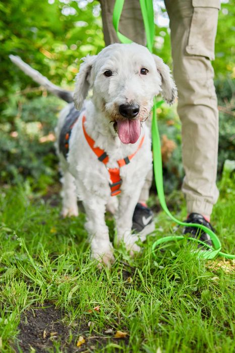 Bingo - pies w typie owczarka nizinnego do adopcji!