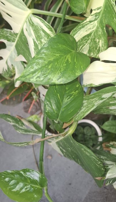 philodendron rio vs brasil Philodendron Hederaceum 'Rio' – The Groovy Plants Ranch LLC main image 0