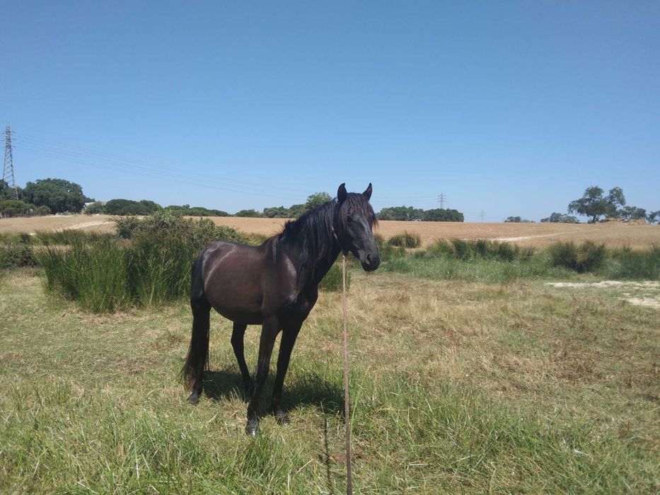 Vendo o cavalo  é manso faço troca