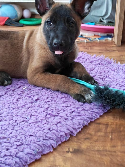 Owczarek belgijski Malinois