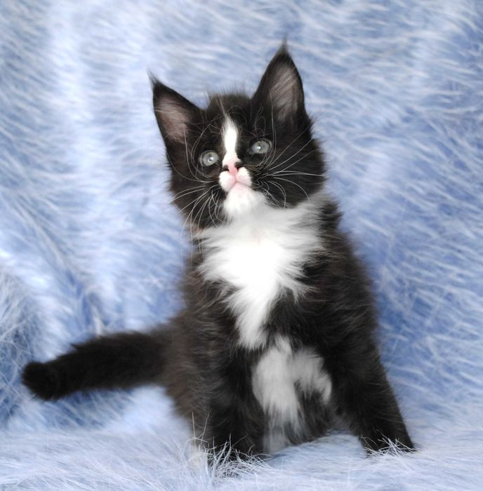 Wyjątkowo duży kocurek maine coon