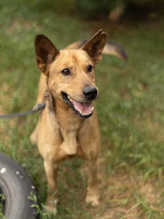 Piesek do adopcji MILO