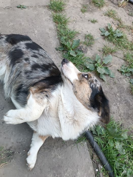 Вельш корги кардиган