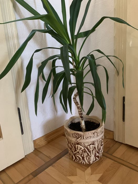 Вазон пальма Юка