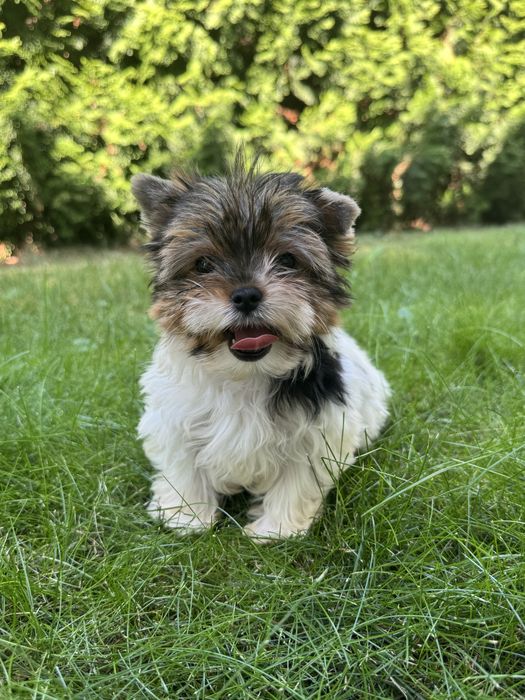 Przepiękna mini sunia yorkshire terrier biewer malutka gwiazda