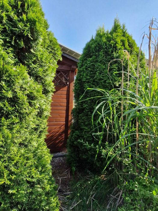 Tuja szmaragd żywotnik 3 sztuki (300cm x 180cm)_oddam za darmo!