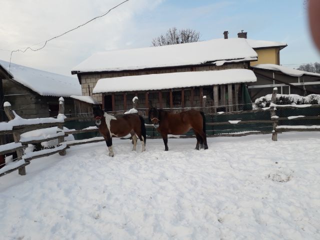 Klaczka huculska srokata