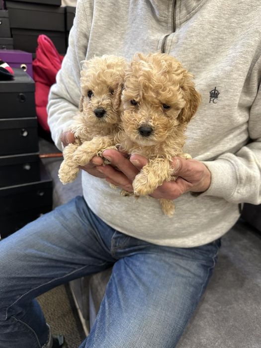 Пудель карликові собачки.