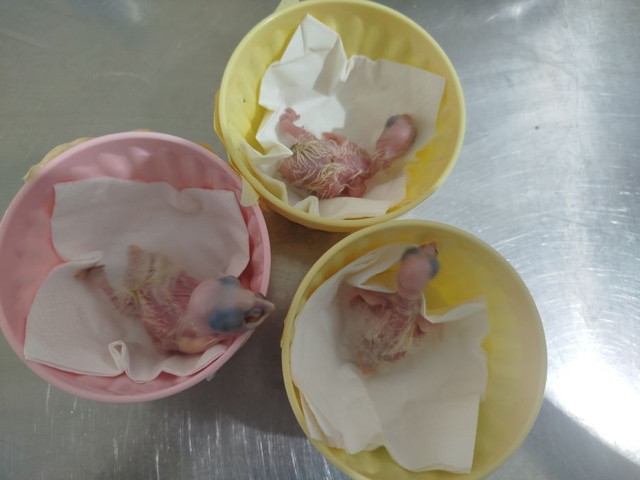 Amazona ochrocephala & A aestiva