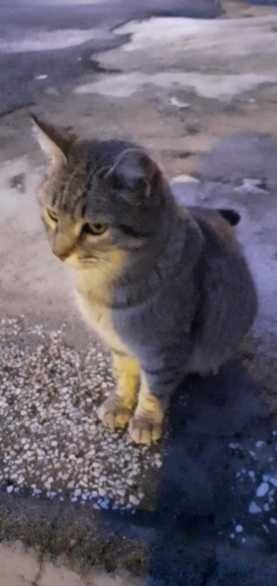 gatinha para adopção