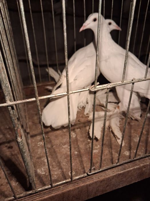 Gołębie ozdobne ptaki.