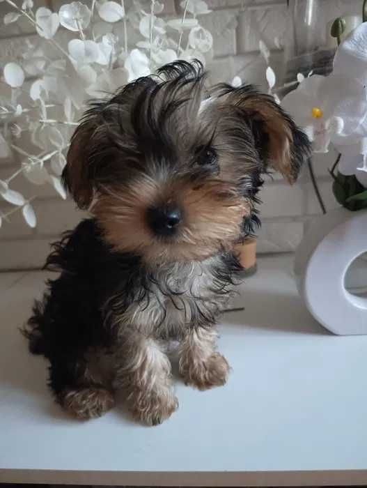 Yorkshire Terrier