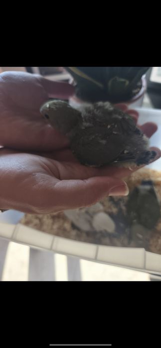 Agapórnis bebés para criar a mão