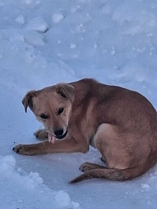 Допоможіть щнайти родину для малечі!