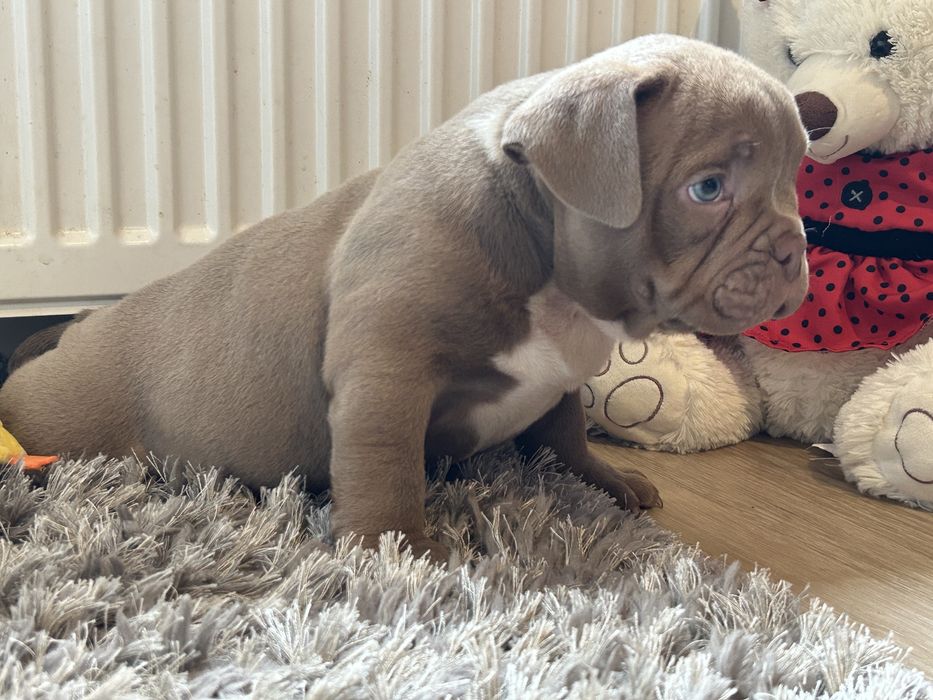 Piesek American Bully