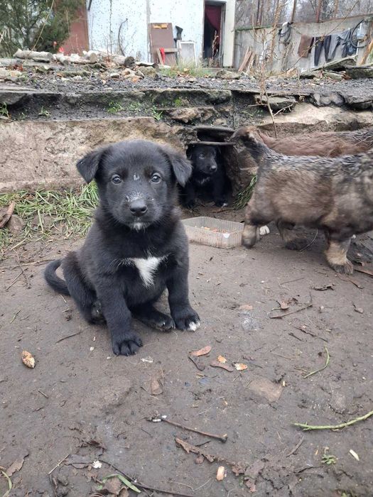 Чарівні цуценята в добрі руки