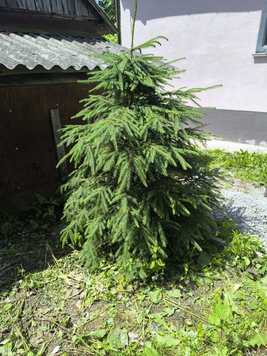 Продам ялинку ,яка росте приватніій території -4 роки