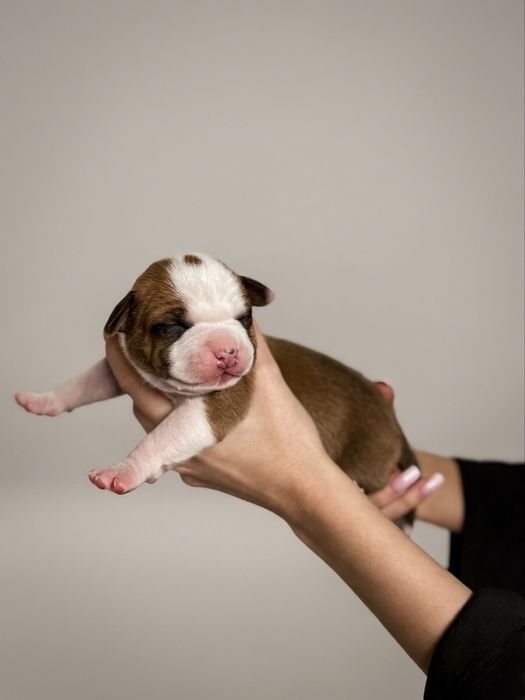 American Staffordshire Terrier samiec wybitnie obiecujący ZKwP/FCI