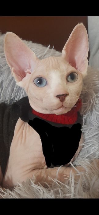 Разноглазая девочка канадский сфинкс