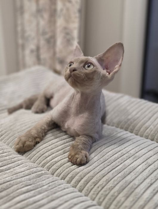 Devon Rex - Dostępny Liliowy  Kocurek - Trójmiasto