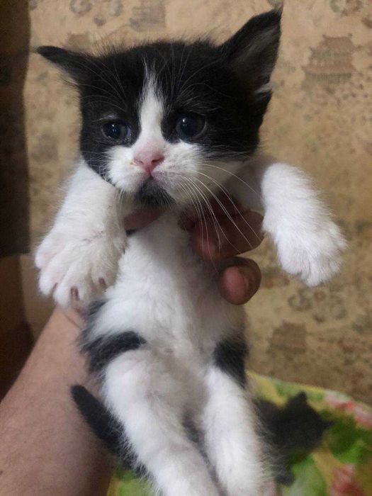 котята ищут дом и родителей