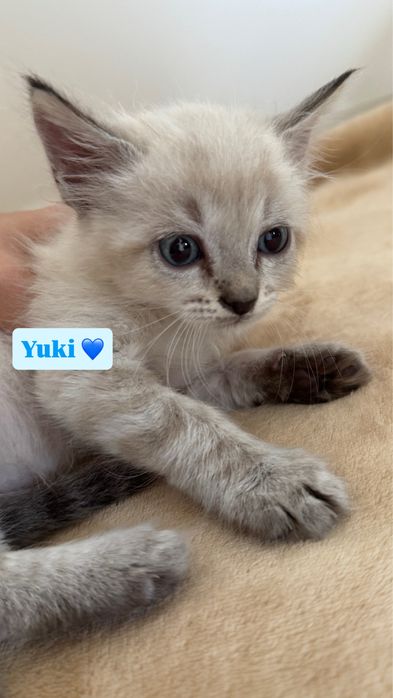 6 gatinhos à procura de um lar