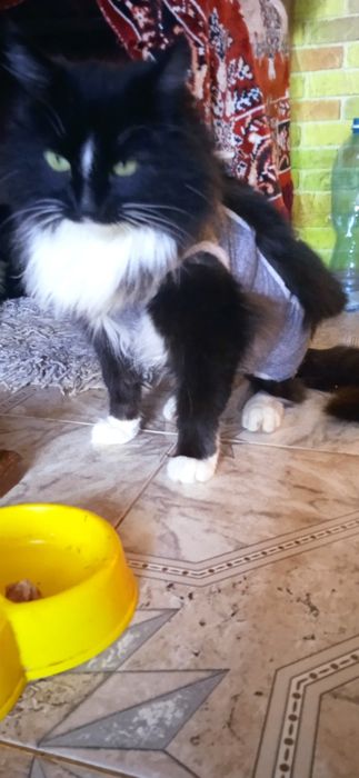 Стерилізована киця